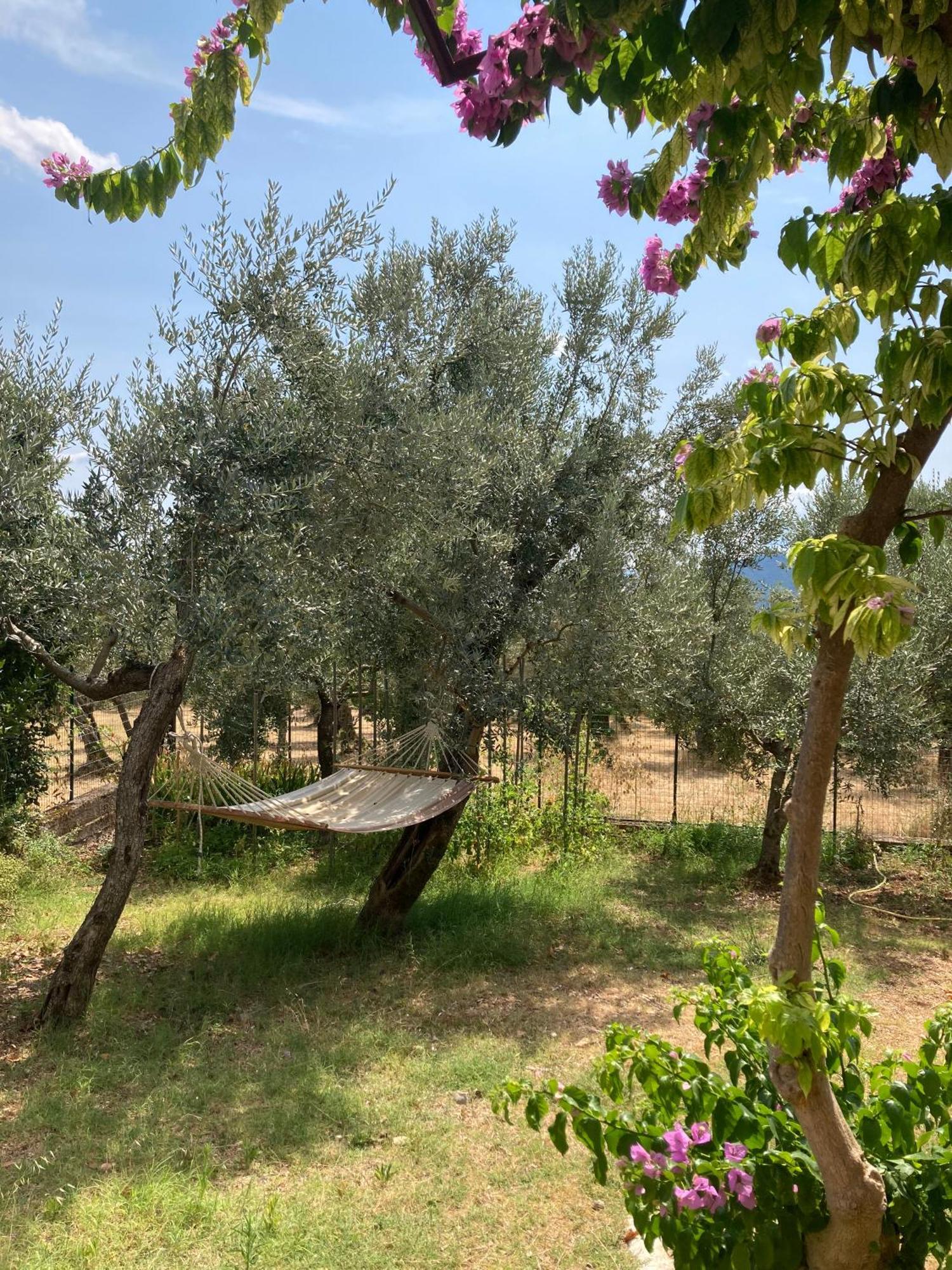 Casa Sisu-Appartamento Immerso Negli Ulivi SantʼElia Fiumerapido Exterior foto